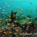 anthias_lyretail_ber_raa_h_0002_mal1432.jpg